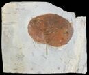 Detailed Fossil Leaf (Zizyphoides) - Montana #71504-1